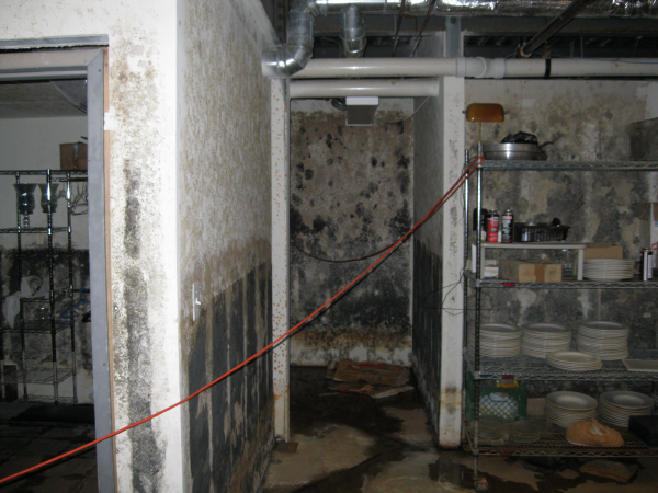 mold and foreclosed properties