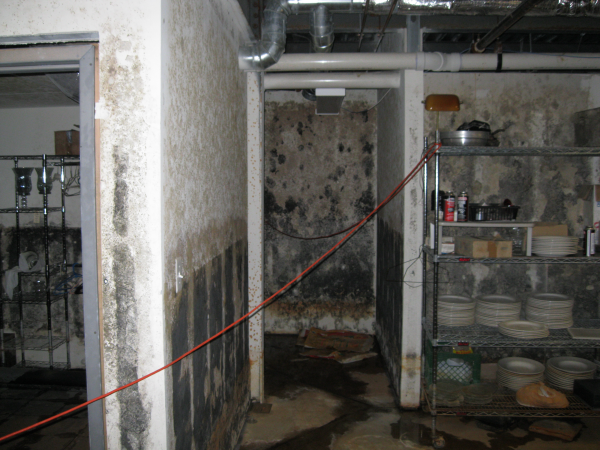 mold and foreclosed properties 