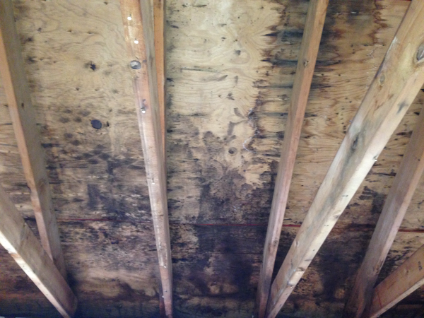 What is included in a mold inspection report?