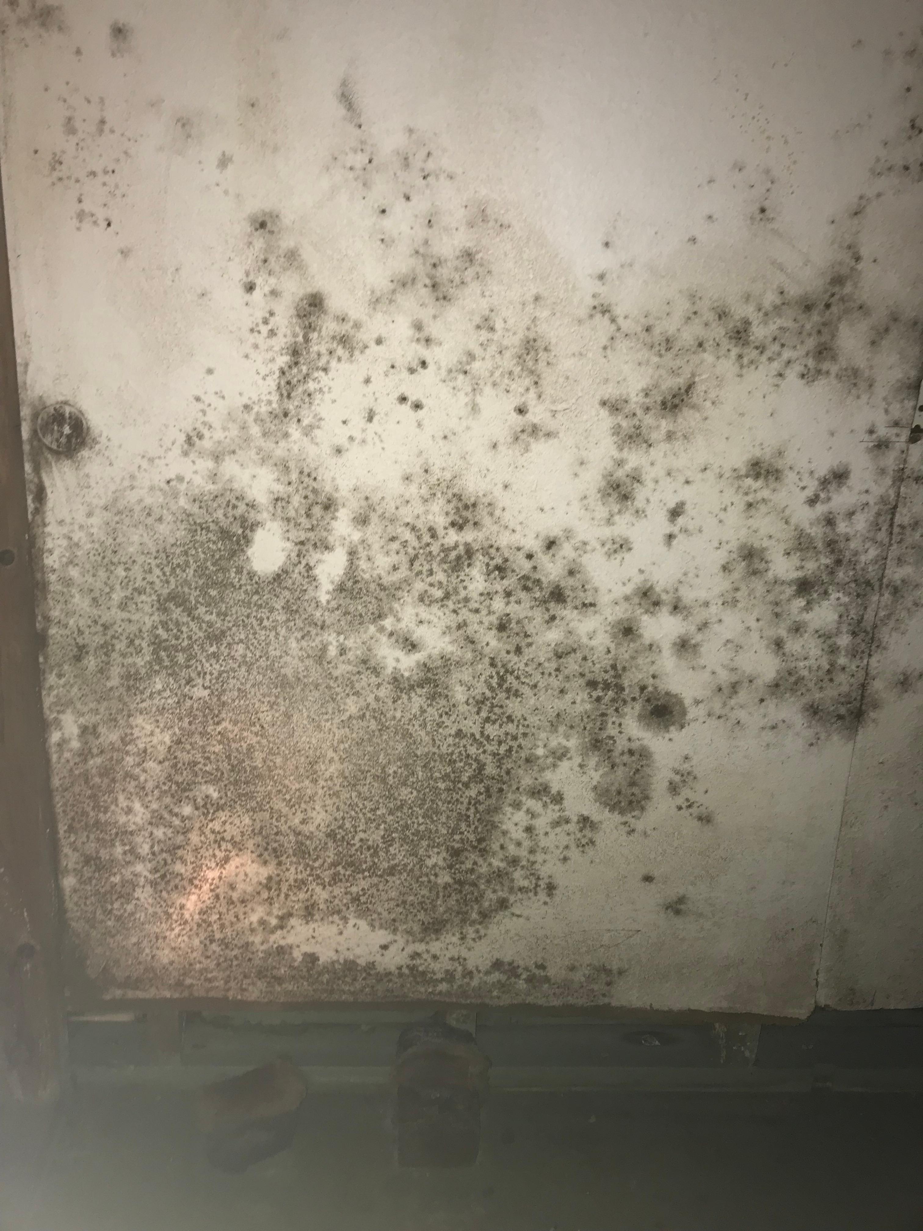 What Do My Mold Test Results Really Mean? A Complete Guide!