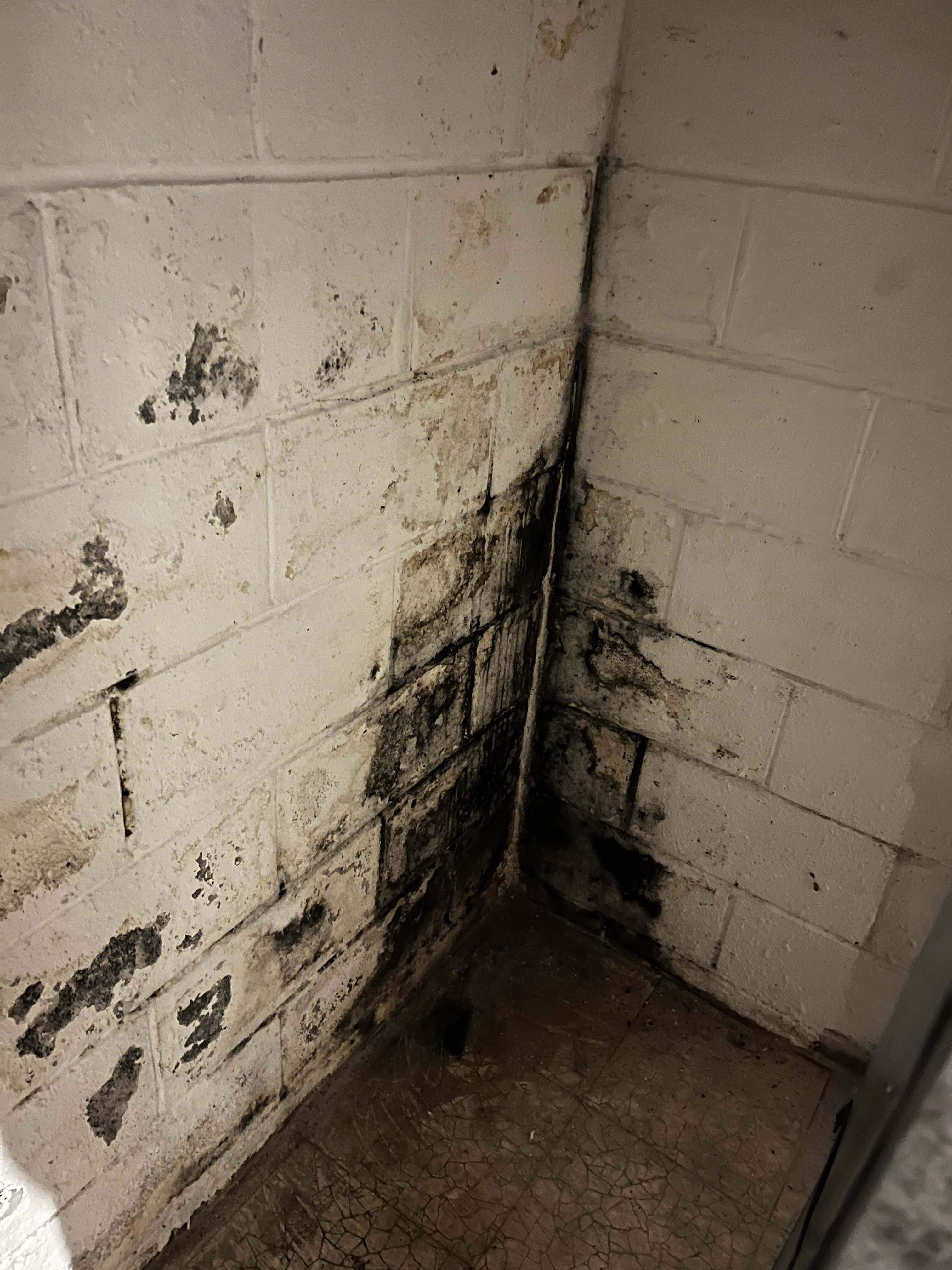 Mold inspections