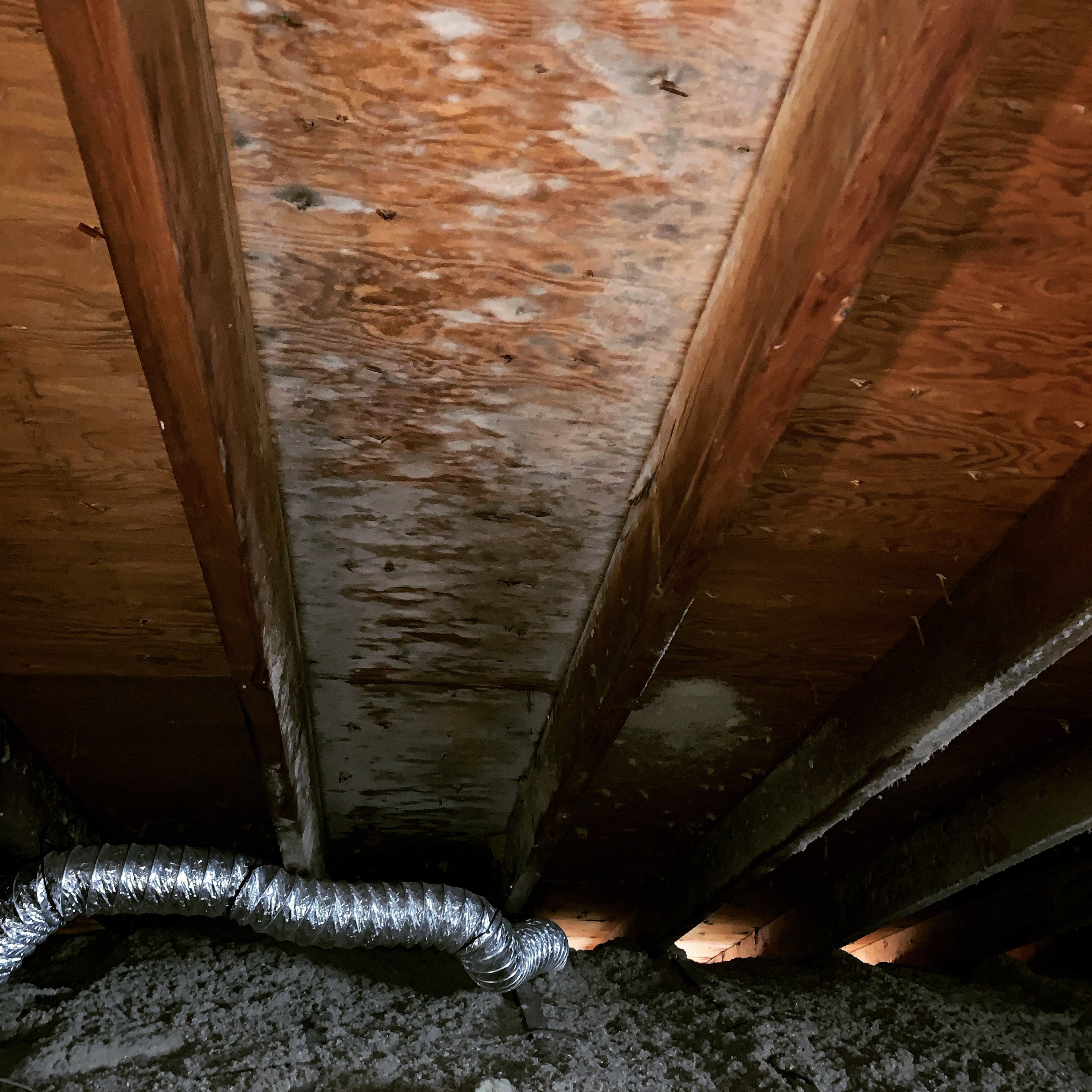 The Ultimate Guide to Mold Prevention: Protecting Your Home and Investment